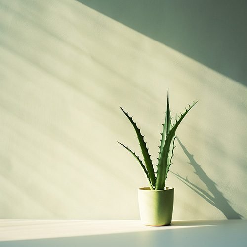 Aloe vera plantas energéticas para interiores