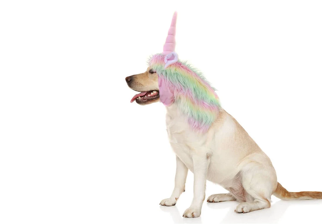 disfraz perro unicornio halloween