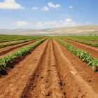 plantar tomates ajos cebollas