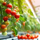 cultivo de tomates cherry en hidroponía con luz led