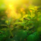 plantas que ahuyentan los mosquitos