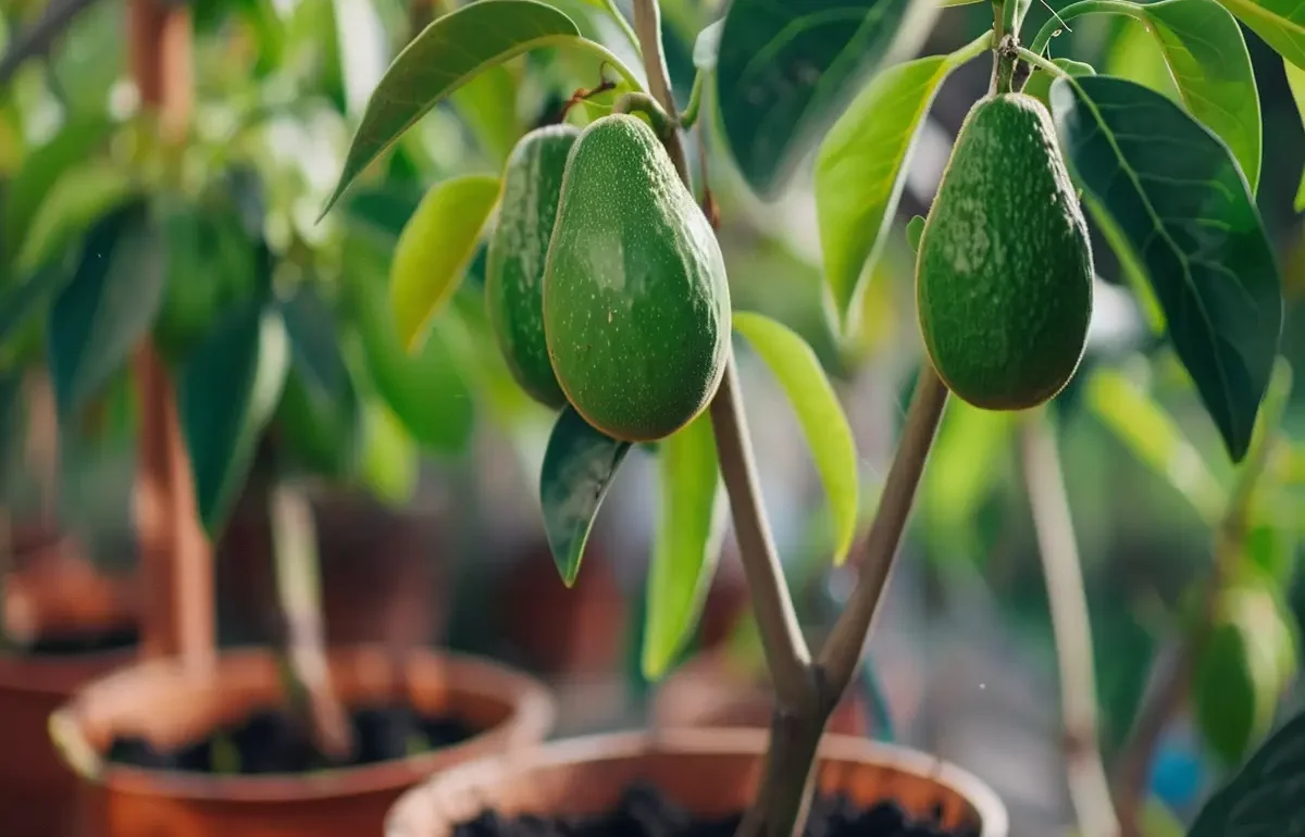 plantar aguacate en maceta