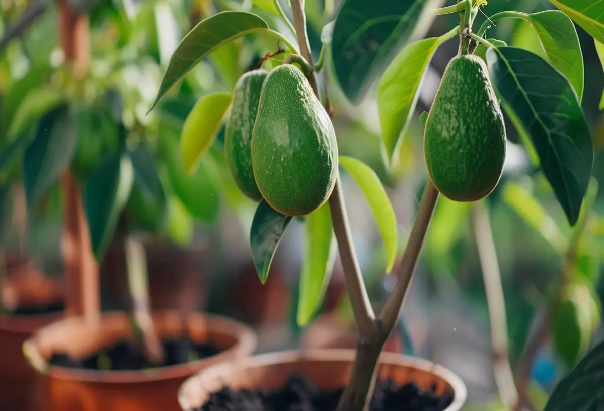 Cómo plantar aguacate en maceta: Guía completa paso a paso