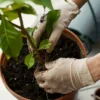 trasplantar plantas